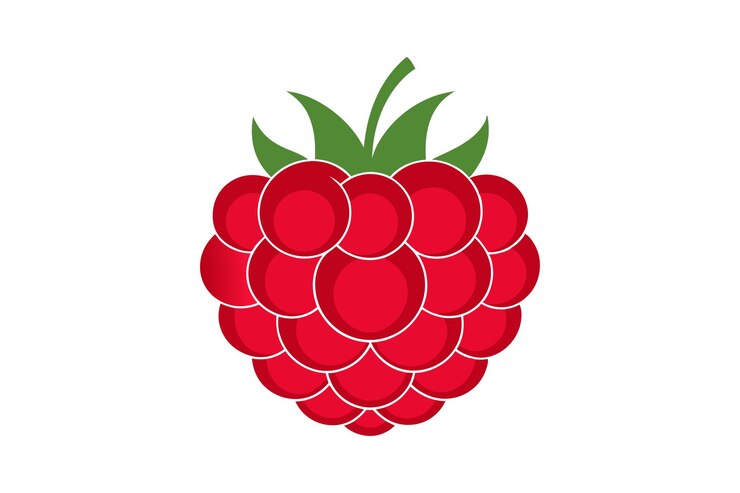 Vector raspberry vector illustration fresh fruit isolated on white background for clean minimalist design