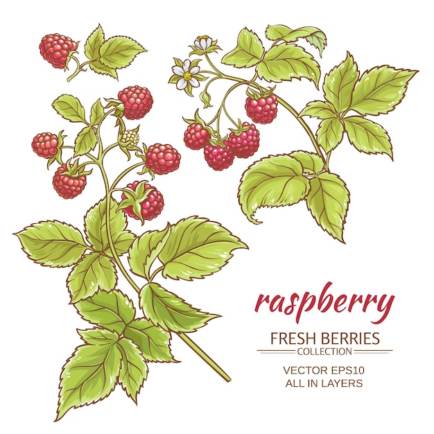 Raspberry vector set on white background