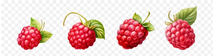 Vector raspberry watercolor graphic transparent isolated