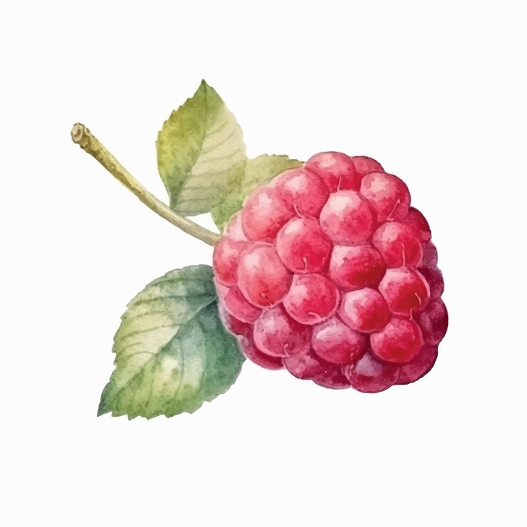 Vector raspberry watercolor isolated white background clipart