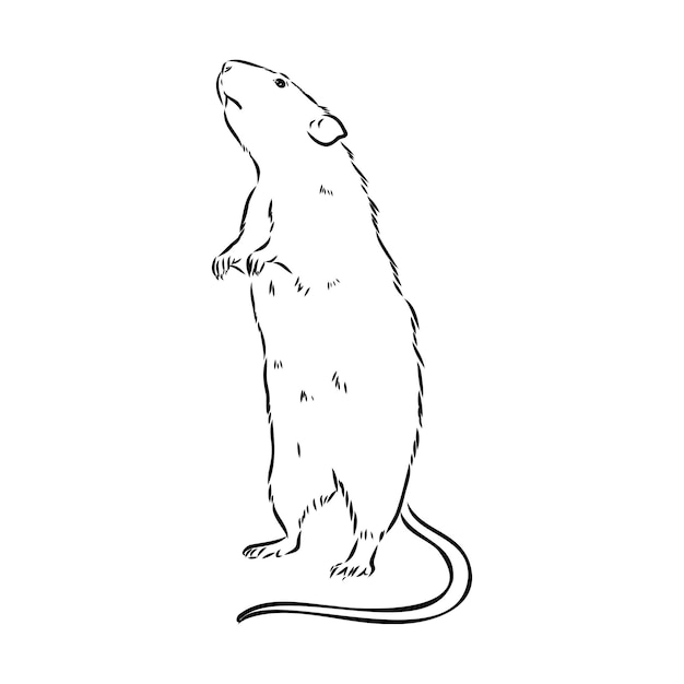 Rat sketch drawn by hand black and white vector illustration