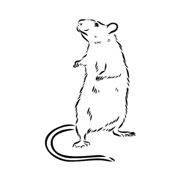 Vector rat sketch drawn by hand black and white vector illustration