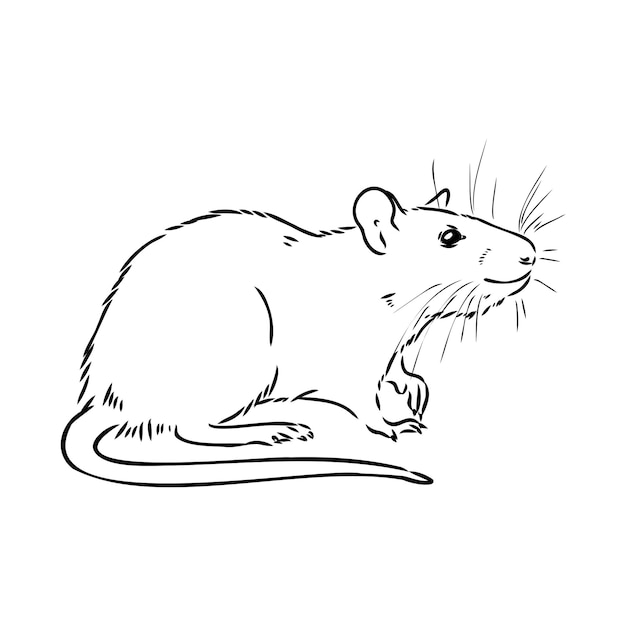 Rat sketch drawn by hand black and white vector illustration