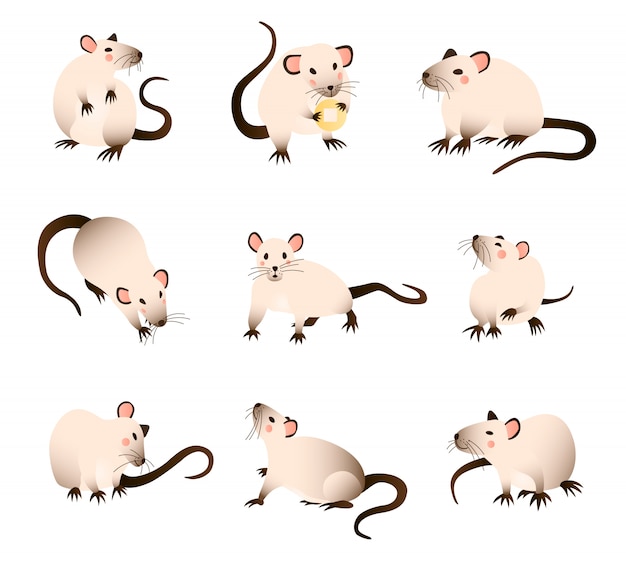 Rats collection of cartoon, differed colors rats in various poses and actions