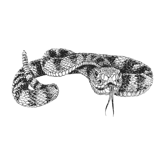 Rattlesnake hand drawn sketch in vector vintage illustration of snake in engraving style
