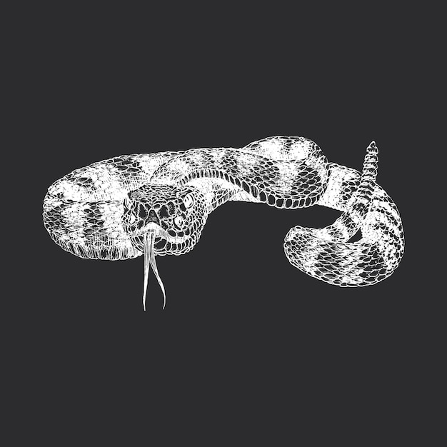 Vector rattlesnake hand drawn sketch in vector vintage illustration of snake in engraving style