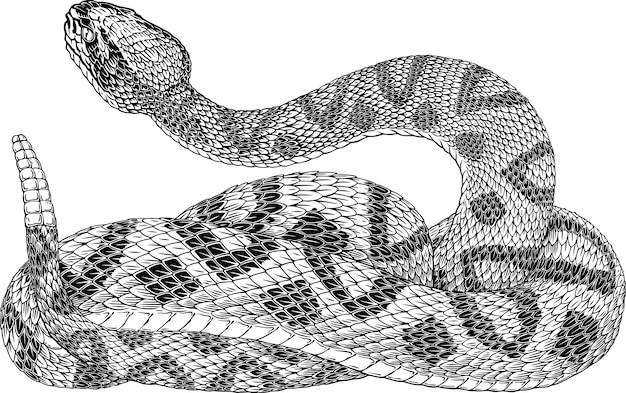 desert rattlesnake drawing