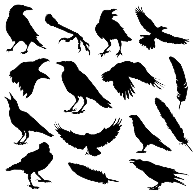 Raven bird halloween silhouet illustraties