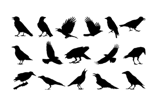 Vector raven crow silhouette wildlife birds silhouette