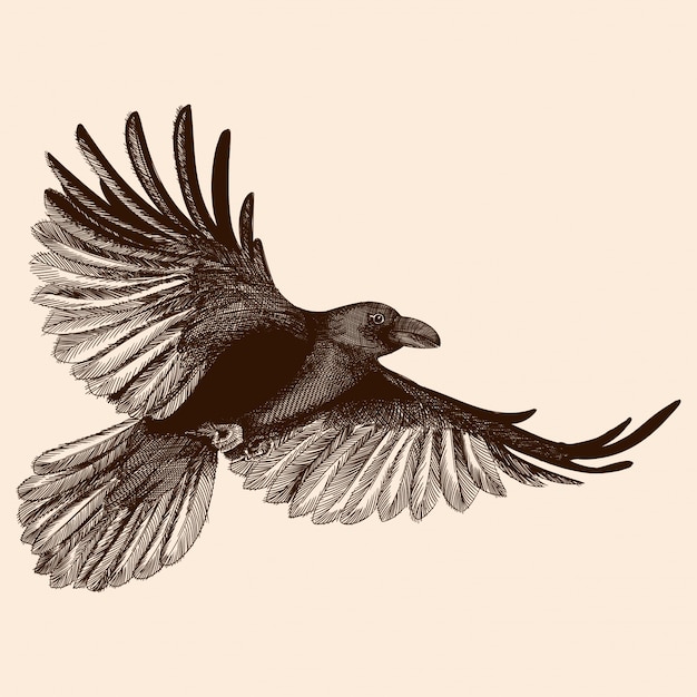 Raven in flight.