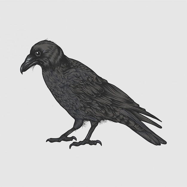 Vector raven illustration