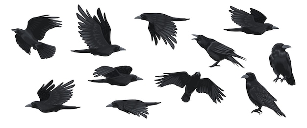 Vector raven set black crow silhouettes blackbird different poses flying wild animal character icons for logo tattoo design vector isolated collection