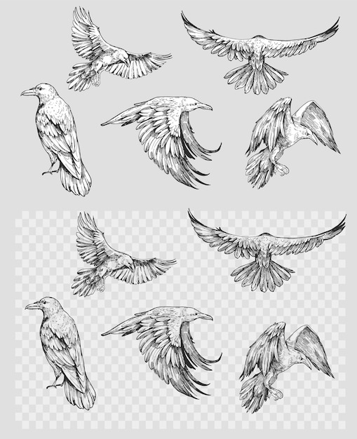 Vector raven set of hand drawn vector illustrations