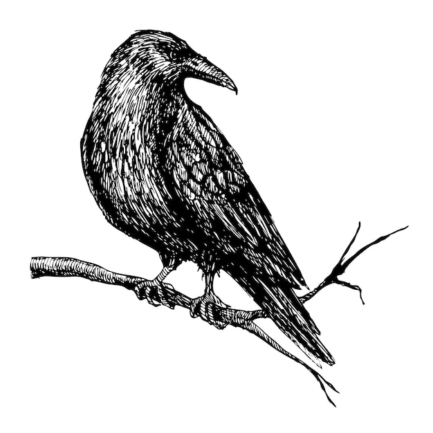 Vector raven on tree branch drawing