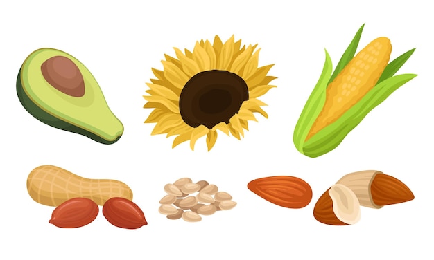 Vector raw ingredients for vegetable oils fresh green avocado bright sunflower and seeds ear of sweet corn inshell peanuts almonds culinary concept