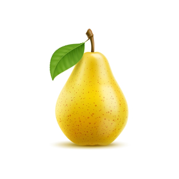 Raw realistic yellow pear fruit ripe whole plant