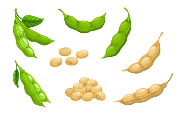 Vector raw soy soybeans pods isolated vector set crop