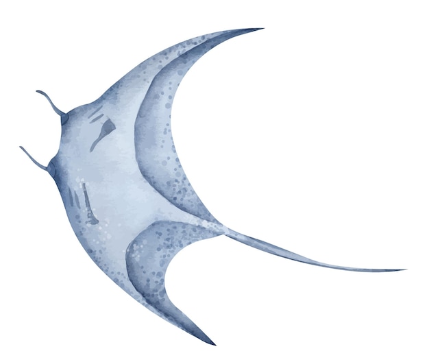 벡터 가오리 수채색 손으로 그린 가오리의 그림은 고립된 배경 파스텔 블루 색상의 거대한 바다 악마 수중 해양 열대 야생 동물의 그림 해양 아귀의 스케치