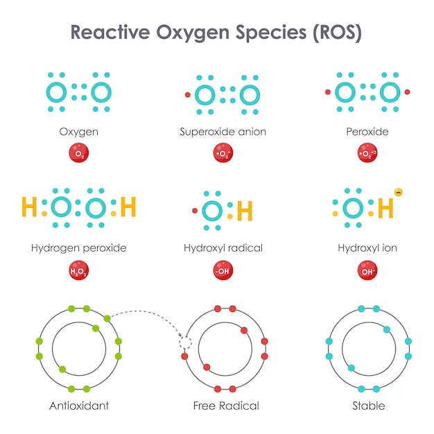 Vector reactive oxygen species ros biochemistry vector illustration diagram