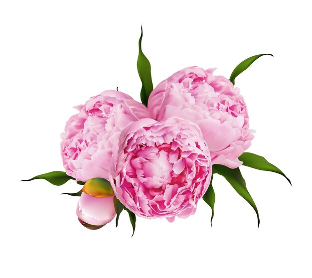 Bouquet di illustrazione vettoriale di peonia 3d realistico vista dall'alto, realismo vettoriale. boccioli rosa, fiori