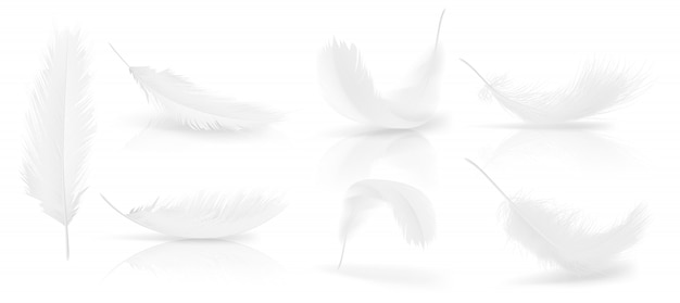 다양 한 모양의 흰 새 또는 천사 깃털의 현실적인 3d 세트