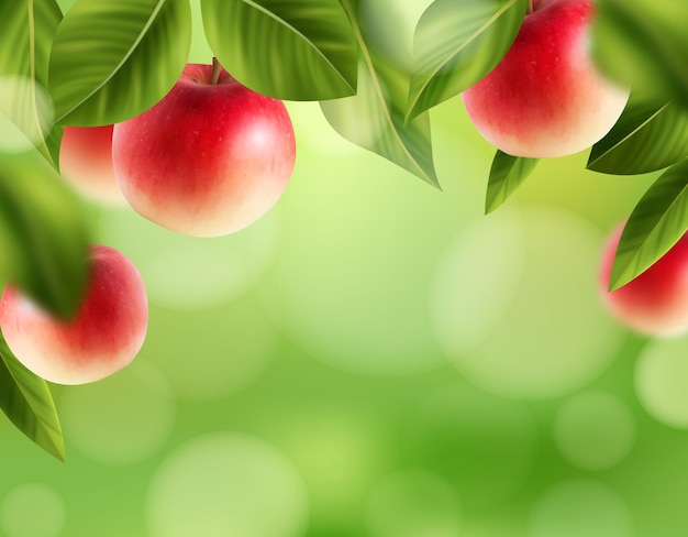 Realistic apples hanging on a branch on a blurred background