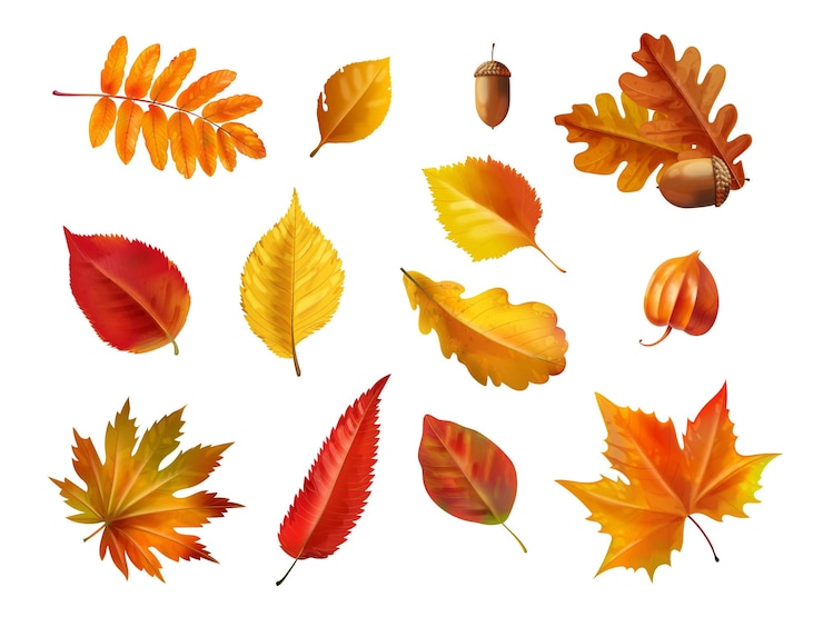 Vector realistic autumn foliage fall age leaves yellow red isolated leaf dried brown foliage maple oak leafs and acorn for nature november decoration set 3d exact vector illustration