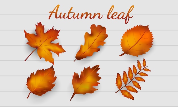 Realistic autumn leaves collection