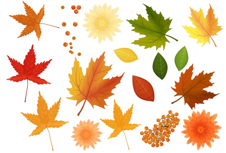 Vector realistic autumn leaves and flowers set