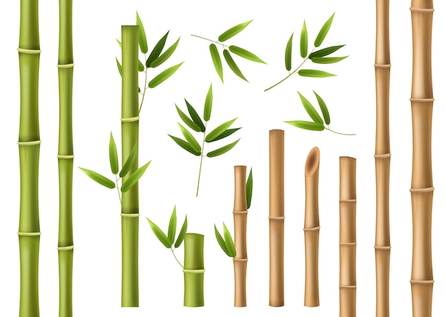 Realistic bamboo isolated on white