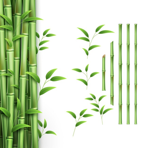 Realistic Bamboo Stick Brown And Green Tree Branch And Stems With