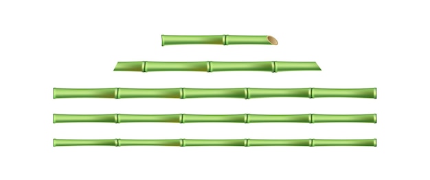 Realistic bamboo sticks isolated on white background Green bamboo wooden stem for floral design