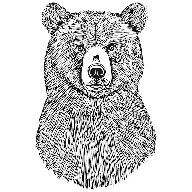 Realistic Bear vector hand drawn animal illustration bruin