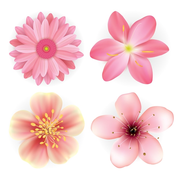 ベクトル 現実的な美しいピンクの花のイラストセット