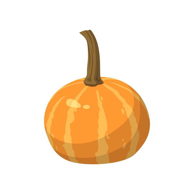 Realistic big orange pumpkin on white background Vector