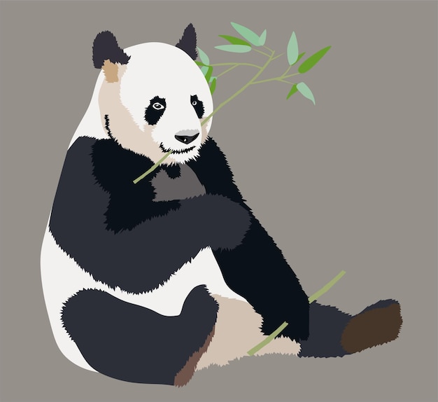 Realistic big panda sitting and eating bamboo isolated illustration