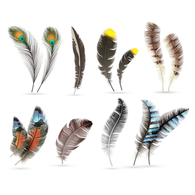 Realistic bird feathers.