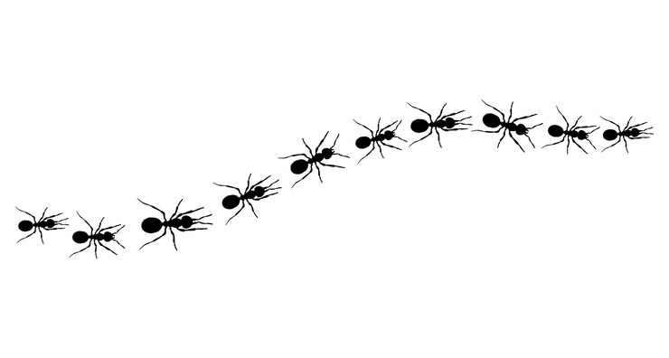 Vector realistic black ant on white background path and ants vector