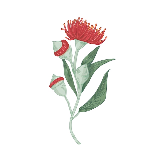 Realistic blooming red flower of eucalyptus tree with stem, leaves and buds. Elegant blossomed plant isolated on white background. Colored botanical hand-drawn vector illustration in retro style.
