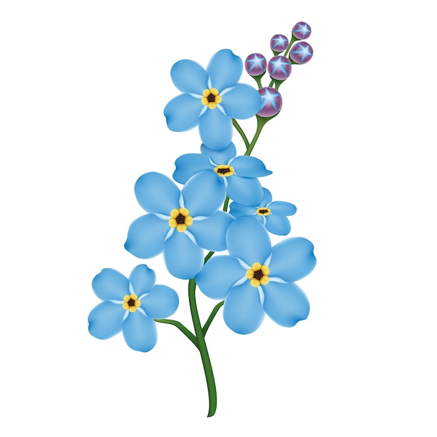 Vector realistic blue forget-me-not flowers.