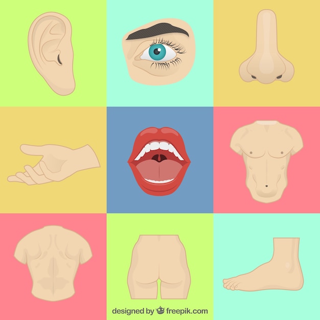 Vector realistic body parts