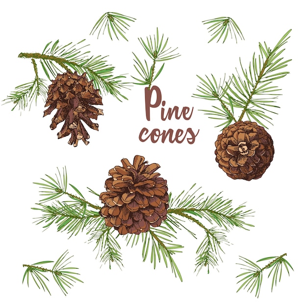 Realistic Botanical ink sketch of colorful fir tree branches with pine cone isolated on white background Good idea for templates invitations greeting cards Vector illustrations