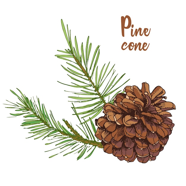 Realistic botanical ink sketch of colorful fir tree branches with pine cone on white background vector illustrations