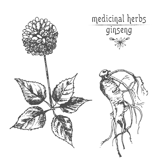 Schizzo di inchiostro botanico realistico di fiori e bacche di radice di ginseng isolati su raccolta di erbe floreali bianche pianta di medicina tradizionale cinese