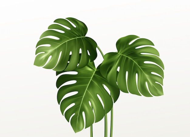 Realistic bright green leaves of monstera  on  background. 