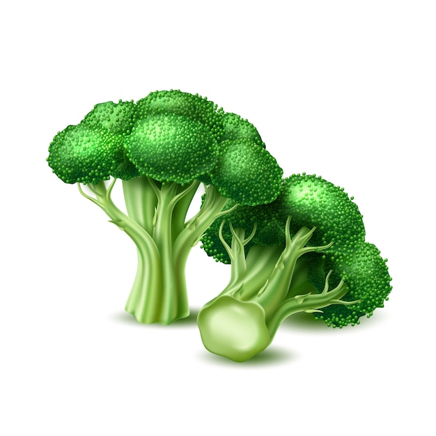 Vector realistic broccoli cabbage vegetable