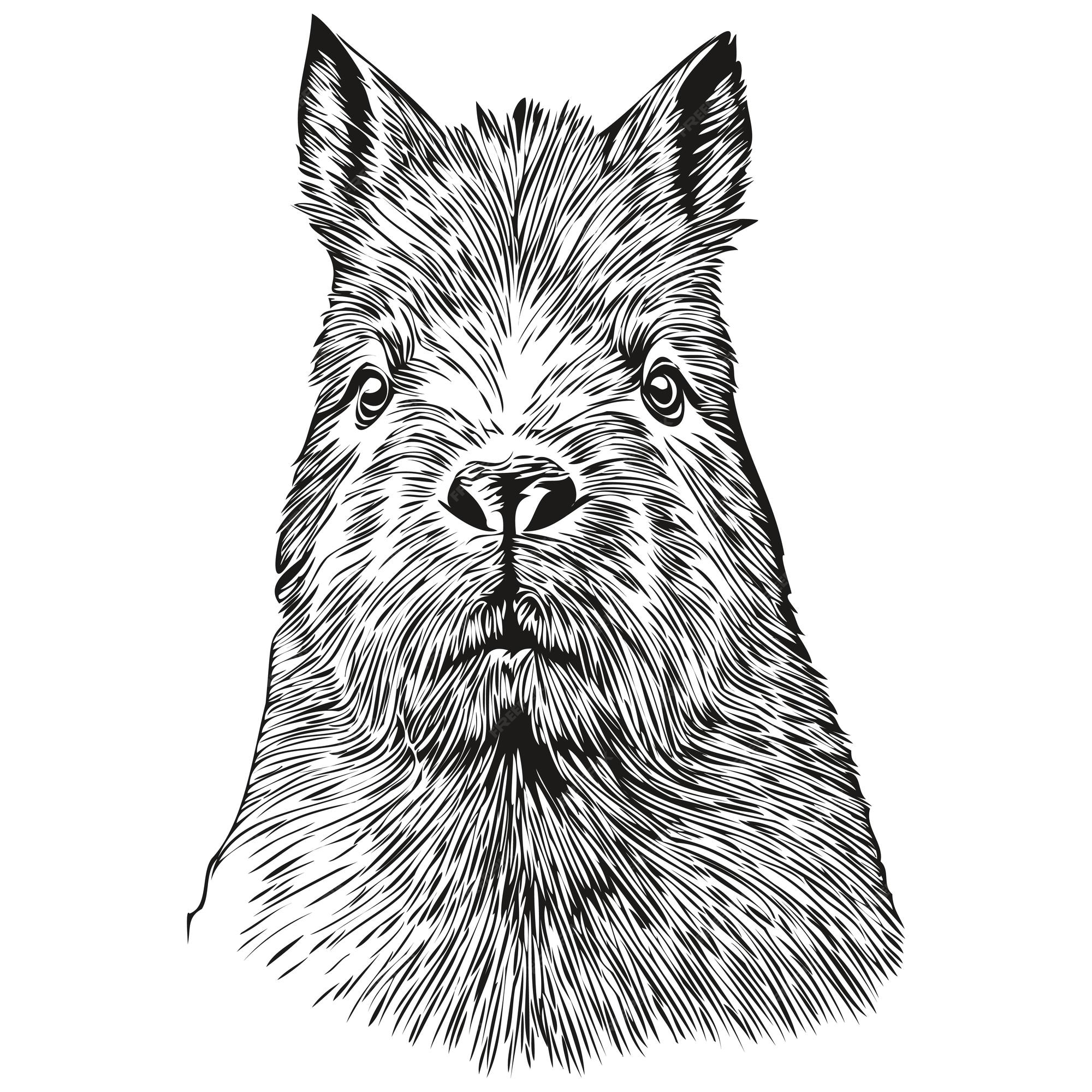 capybara vector sketch 8917850 Vector Art at Vecteezy