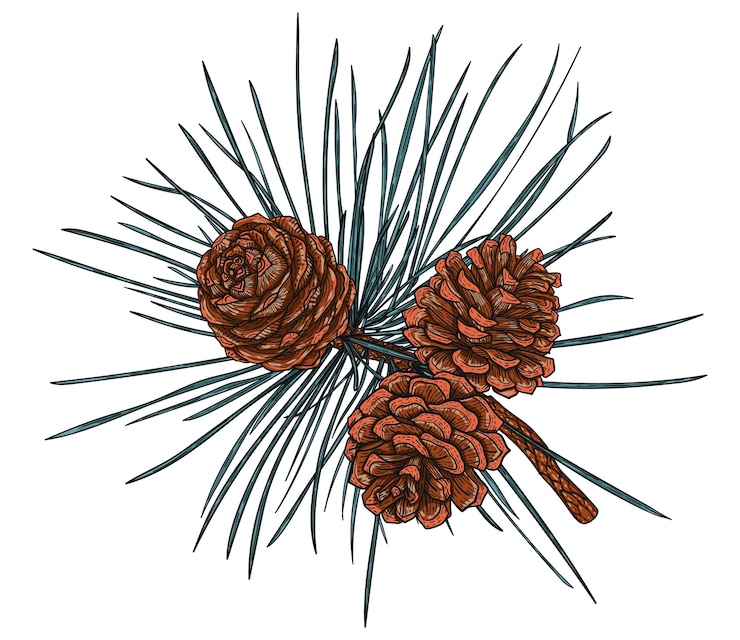 Vector realistic cedar branch with cones, illustration of christmas