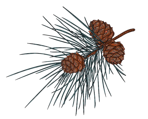 Realistico ramo di cedro con coni, illustrazione