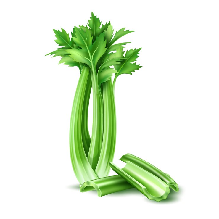 Vector  realistic celery salad leaves